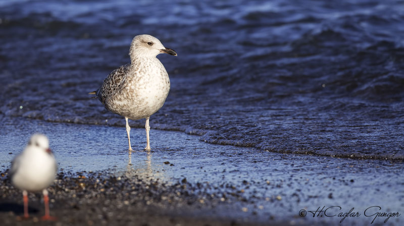 Yellow-legged Gull - Larus michahellis - Gümüş martı