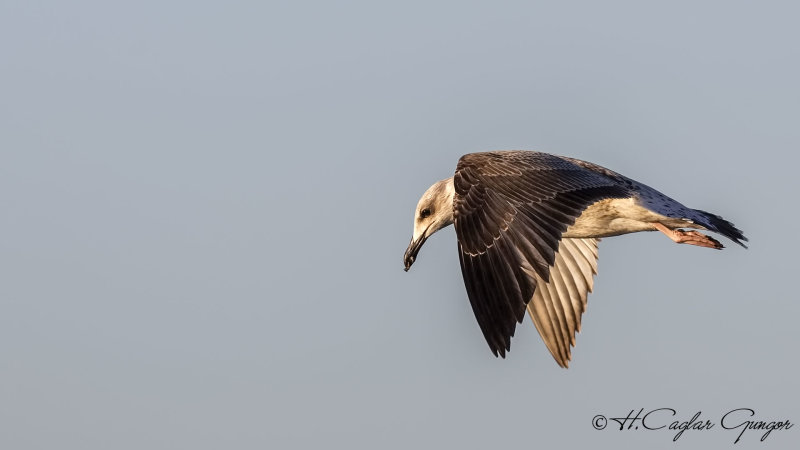 Yellow-legged Gull - Larus michahellis - Gümüş martı