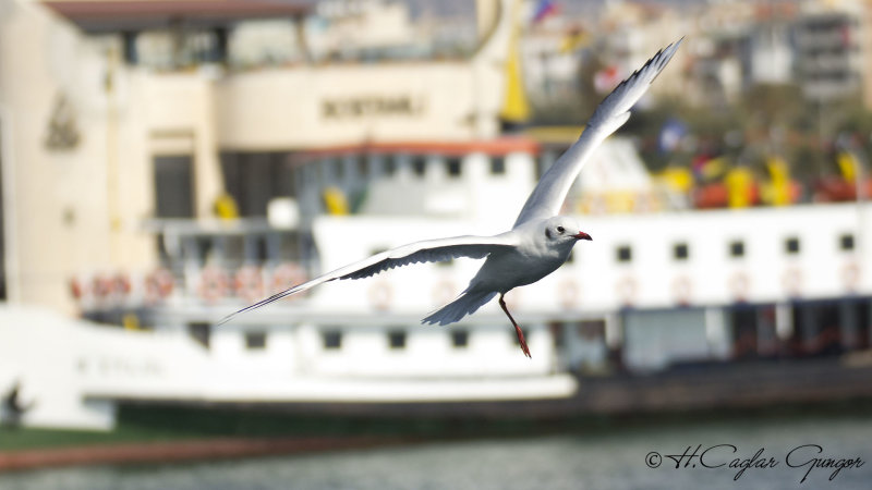 Yellow-legged Gull - Larus michahellis - Gümüş martı
