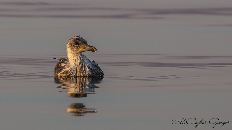 Yellow-legged Gull - Larus michahellis - Gümüş martı