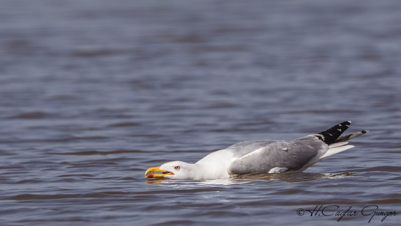 Yellow-legged Gull - Larus michahellis - Gümüş martı