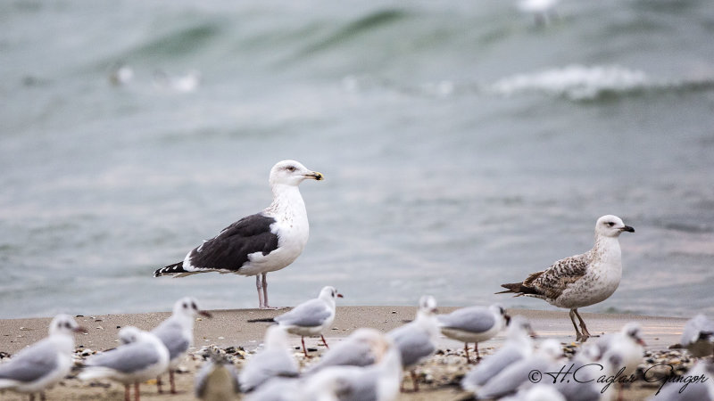 Great Black-backed Gull - Larus marinus - Büyük karasırtlı martı