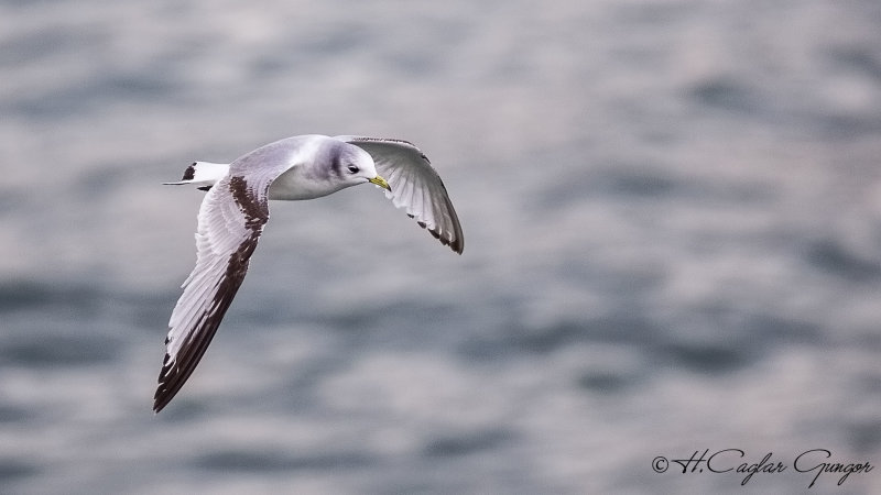 Black-legged Kittiwake - Rissa tridactyla - Karaayaklı martı