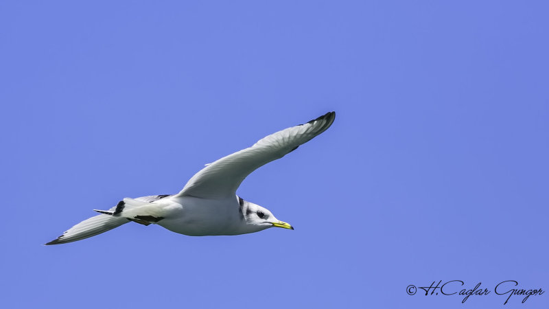Black-legged Kittiwake - Rissa tridactyla - Karaayaklı martı