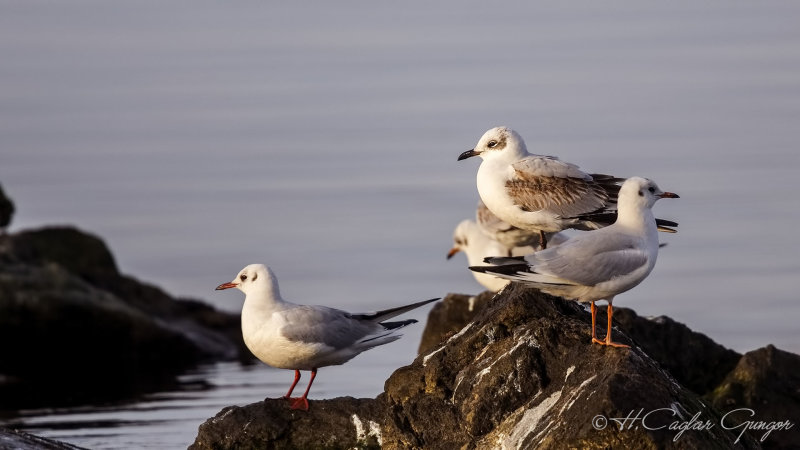 Mediterranean Gull - Larus melanocephalus - Akdeniz martısı