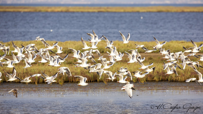 Black-headed Gull - Larus ridibundus - Karabaş martı