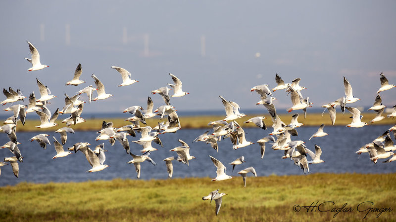 Black-headed Gull - Larus ridibundus - Karabaş martı