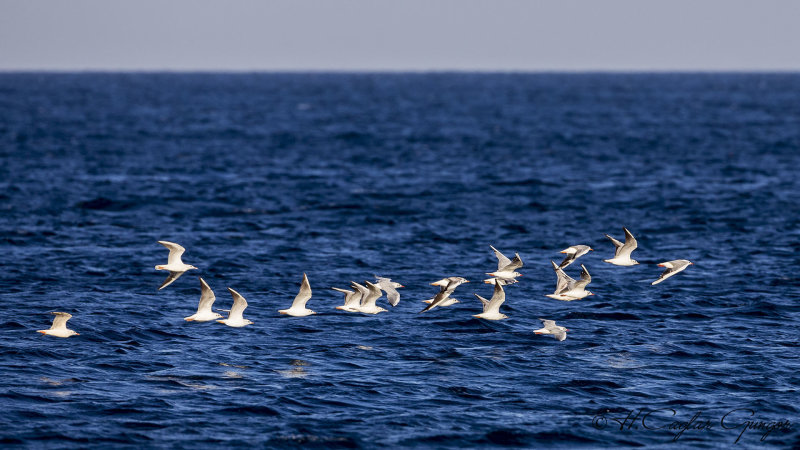 Black-headed Gull - Larus ridibundus - Karabaş martı
