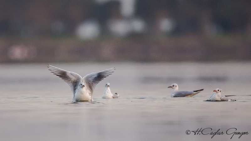 Black-headed Gull - Larus ridibundus - Karabaş martı