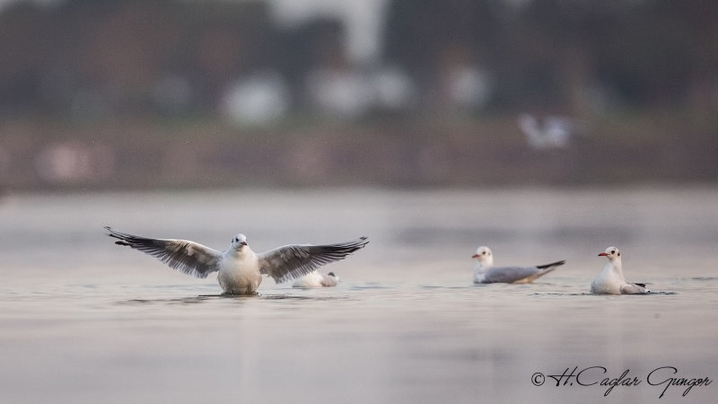 Black-headed Gull - Larus ridibundus - Karabaş martı