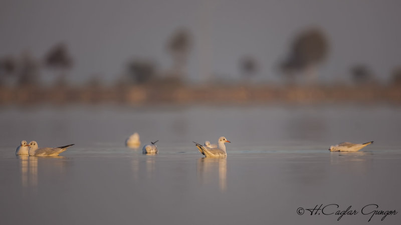 Black-headed Gull - Larus ridibundus - Karabaş martı