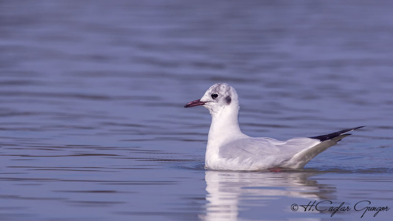 Black-headed Gull - Larus ridibundus - Karabaş martı