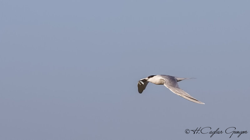 Sandwich Tern - Thalasseus sandvicensis - Karagagalı sumru