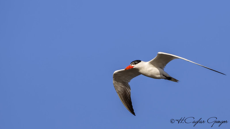 Caspian Tern - Hydroprogne caspia - Hazar sumrusu