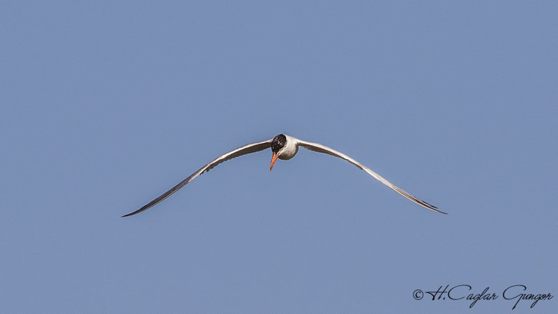 Caspian Tern - Hydroprogne caspia - Hazar sumrusu
