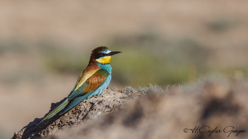 European Bee-eater - Merops apiaster - Arıkuşu