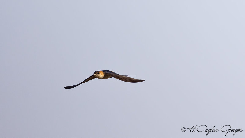 Common House martin - Delichon urbica - Ev kırlangıcı