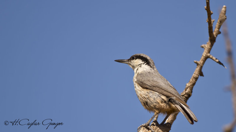 Western Rock Nuthatch - Sitta neumayer - Kaya sıvacısı