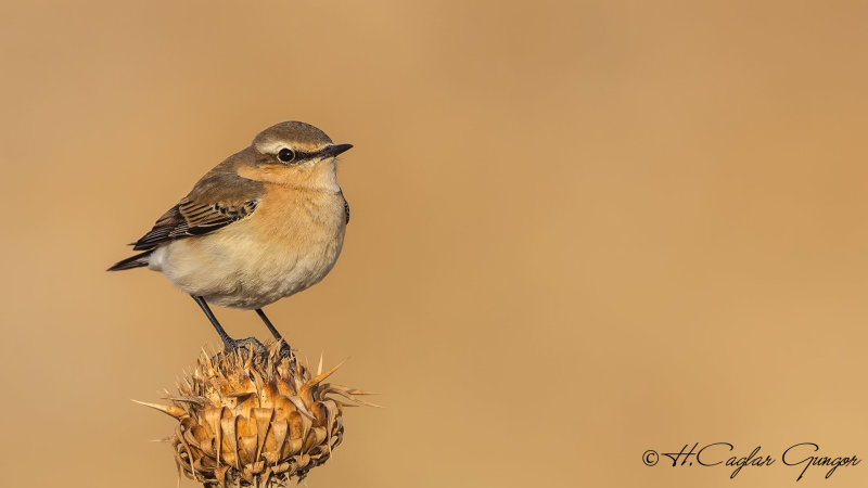 Northern Wheatear - Oenanthe oenanthe - Kuyrukkakan