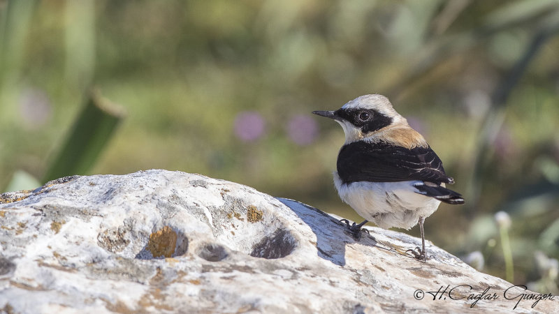 Northern Wheatear - Oenanthe oenanthe - Kuyrukkakan