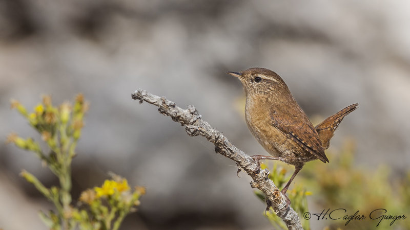 Eurasian Wren - Troglodytes troglodytes - Çıtkuşu
