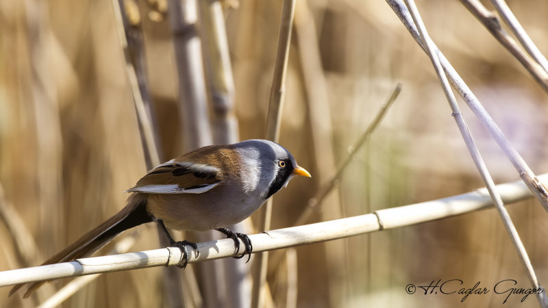 Bearded Reedling - Panurus biarmicus - Bıyıklı baştankara