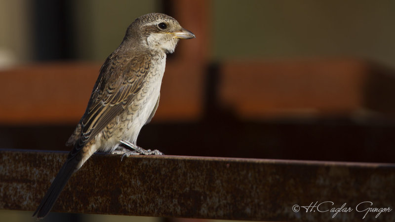 Red-backed Shrike - Lanius collurio - Kızılsırtlı örümcekkuşu