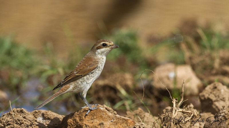 Red-backed Shrike - Lanius collurio - Kızılsırtlı örümcekkuşu
