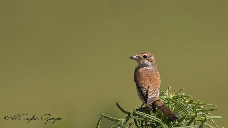 Red-backed Shrike - Lanius collurio - Kızılsırtlı örümcekkuşu