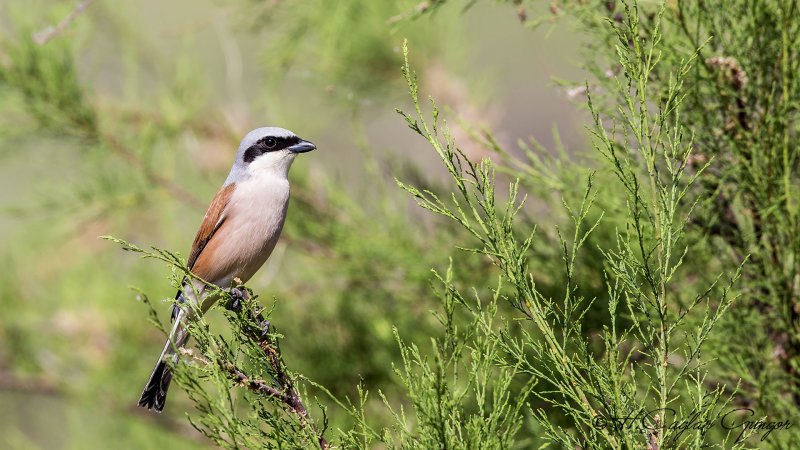Red-backed Shrike - Lanius collurio - Kızılsırtlı örümcekkuşu