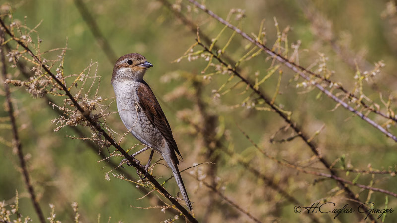 Red-backed Shrike - Lanius collurio - Kızılsırtlı örümcekkuşu