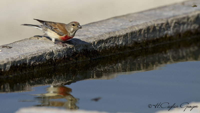 Common Linnet - Carduelis cannabina - Ketenkuşu