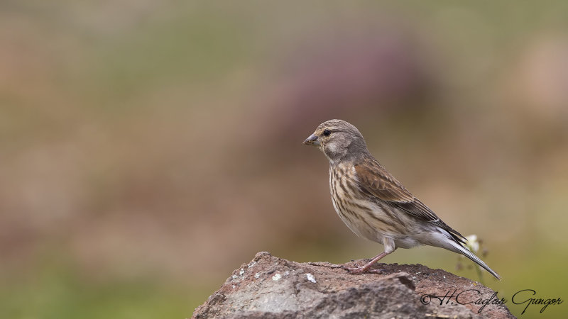 Common Linnet - Carduelis cannabina - Ketenkuşu