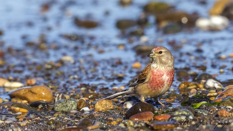 Common Linnet - Carduelis cannabina - Ketenkuşu