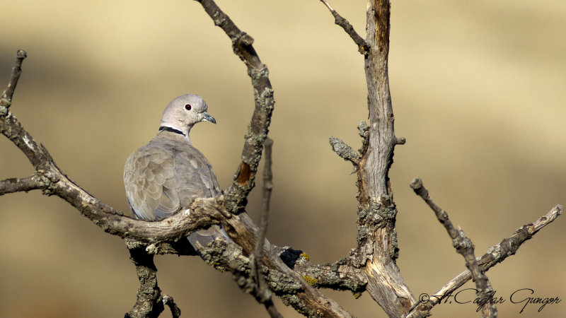 Eurasian Collared Dove - Streptopelia decaocto - Kumru