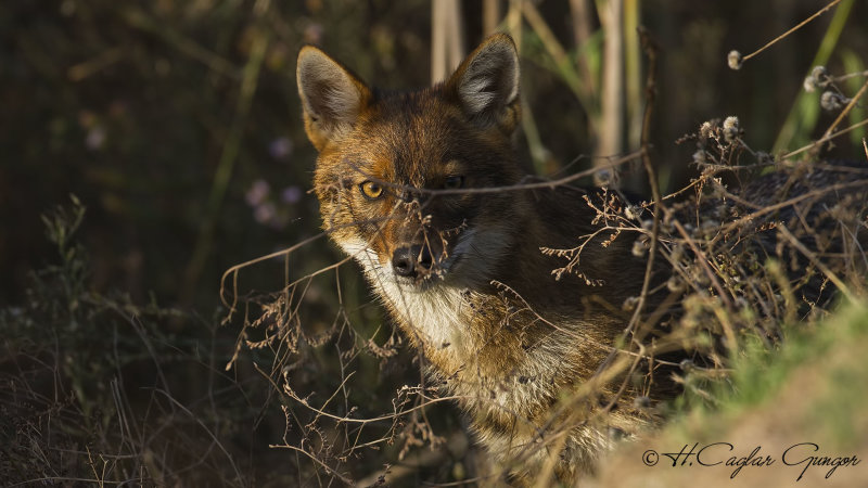 Golden Jackal - Canis aureus - Çakal