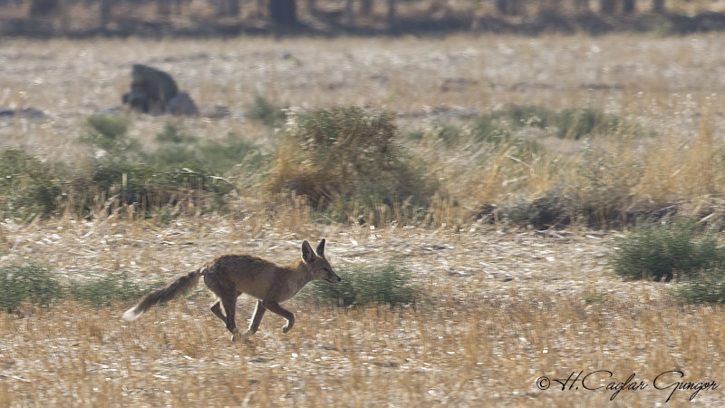 Golden Jackal - Canis aureus - Çakal