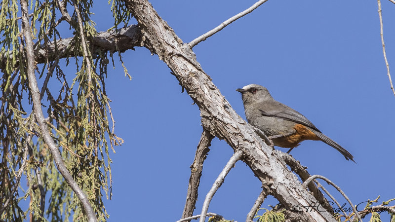 Abyssinian Catbird - Parophasma galinieri - Habeş kedikuşu