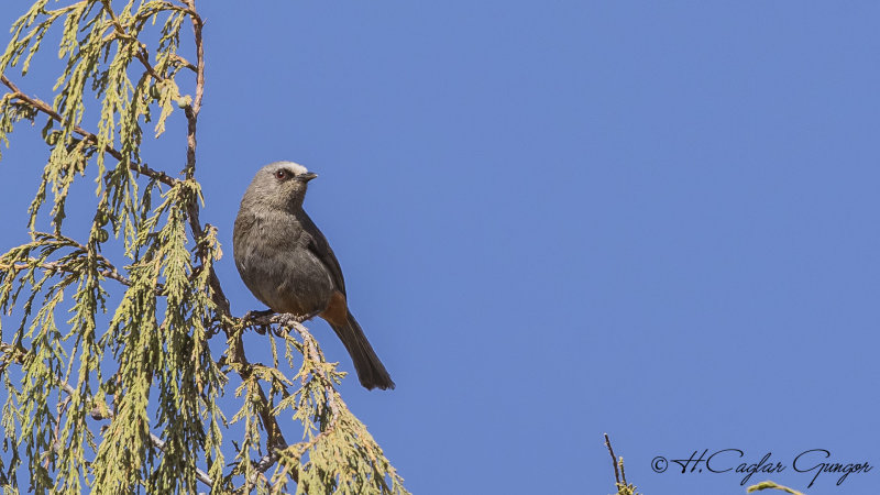 Abyssinian Catbird - Parophasma galinieri - Habeş kedikuşu