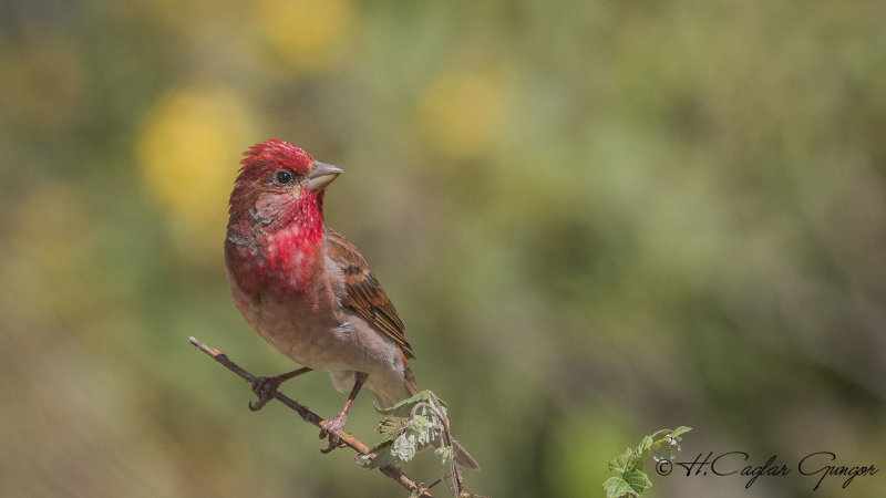 Common Rosefinch - Carpodacus erythrinus - Çütre