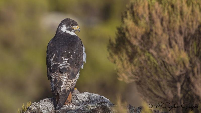 Augur Buzzard - Buteo augur