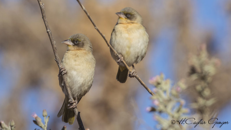 Baglafecht Weaver - Ploceus baglafecht