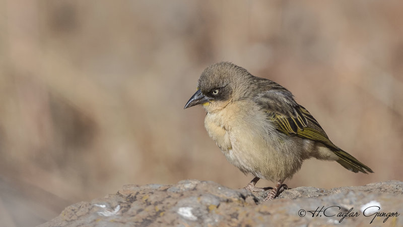 Baglafecht Weaver - Ploceus baglafecht