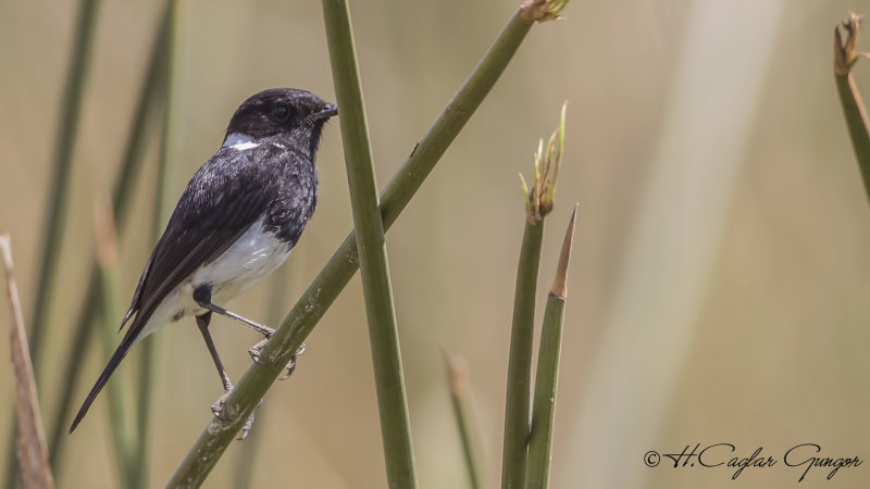 African Stonechat - Saxicola torquatus - Afrika taşkuşu