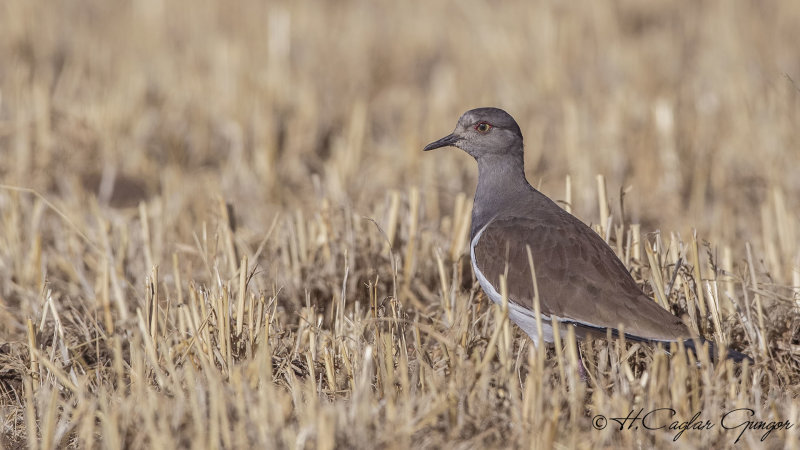Black-winged Lapwing - Vanellus melanopterus