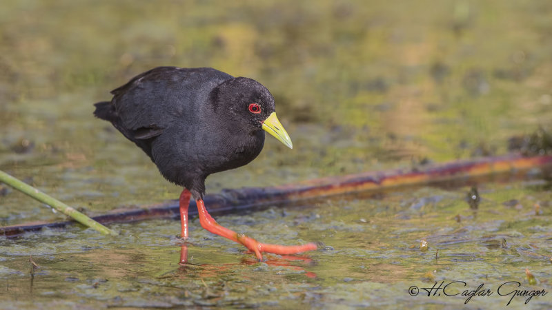 Black Crake - Amaurornis flavirostra