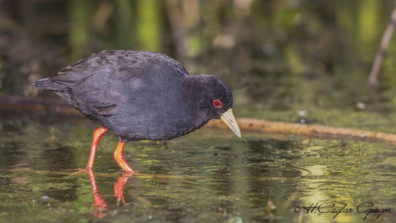 Black Crake - Amaurornis flavirostra