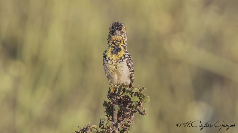 dArnauds Barbet - Trachyphonus darnaudii