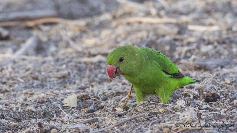 Black-winged Lovebird - Agapornis taranta