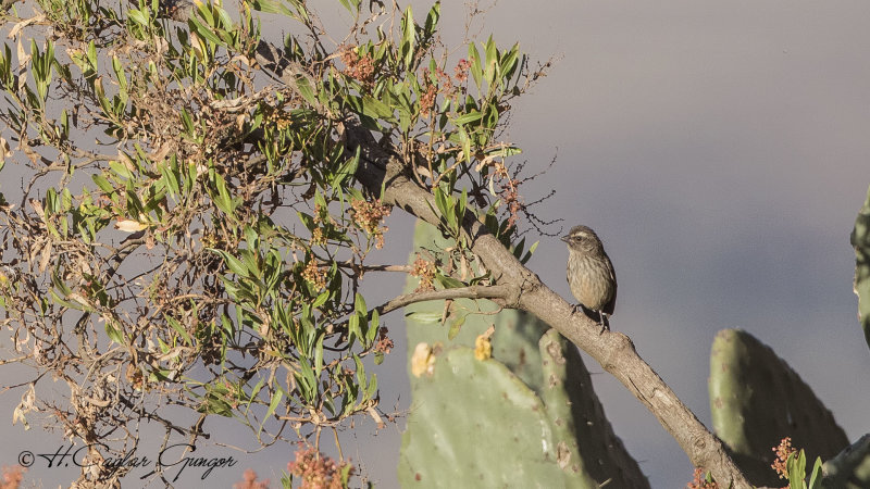 Brown-rumped Seedeater - Crithagra tristriata